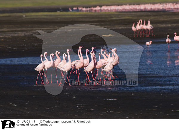 Kolonie Zwergflamingos / colonyof lesser flamingos / JR-01117